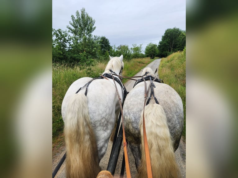Percheron Wallach 9 Jahre 174 cm White in saint martin d&#x27;auxigny