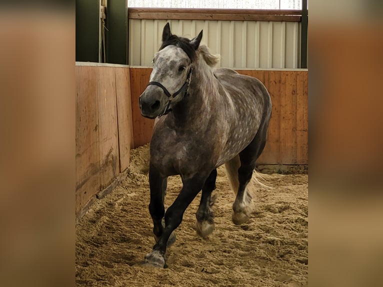 Percheron Wallach 9 Jahre 180 cm Apfelschimmel in Swisttal