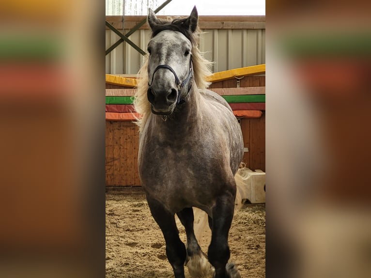 Percheron Wallach 9 Jahre 180 cm Apfelschimmel in Swisttal