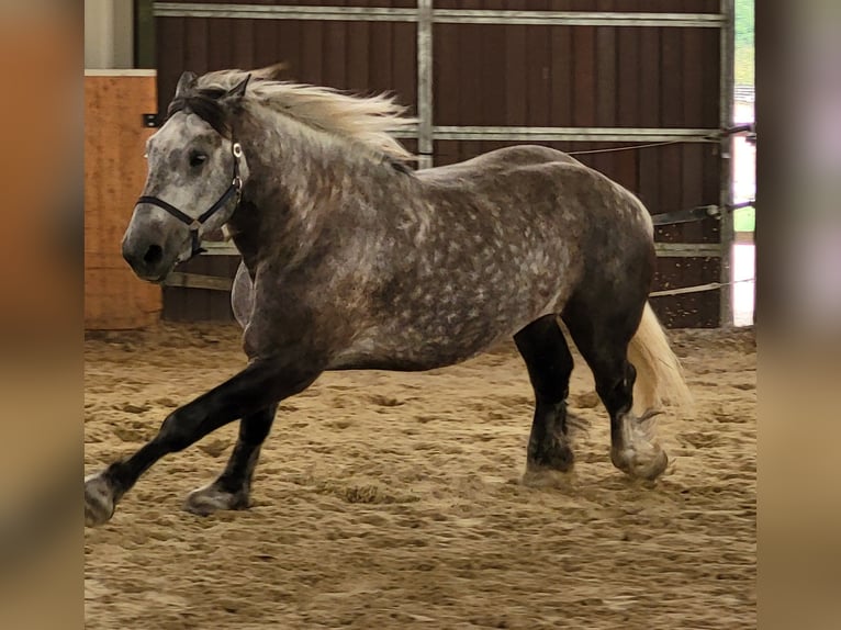Percheron Wallach 9 Jahre 180 cm Apfelschimmel in Swisttal