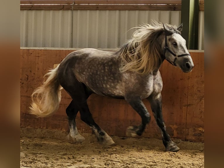 Percheron Wallach 9 Jahre 180 cm Apfelschimmel in Swisttal