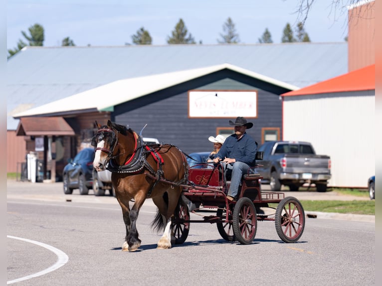 Percheron Mix Wallach 9 Jahre Rotbrauner in Nevis, MN