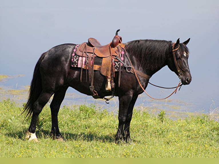 Percherón Yegua 12 años 165 cm Negro in Whitley City KY