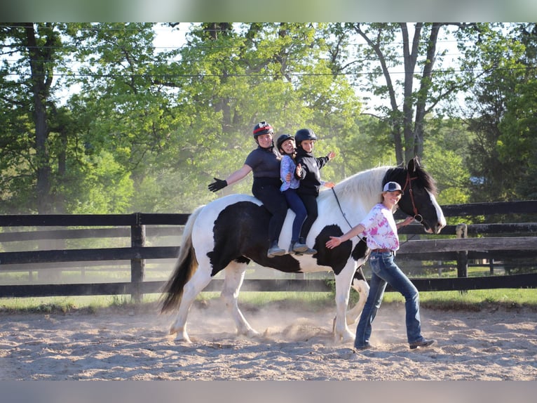 Percherón Yegua 12 años 173 cm Tobiano-todas las-capas in Highland MI