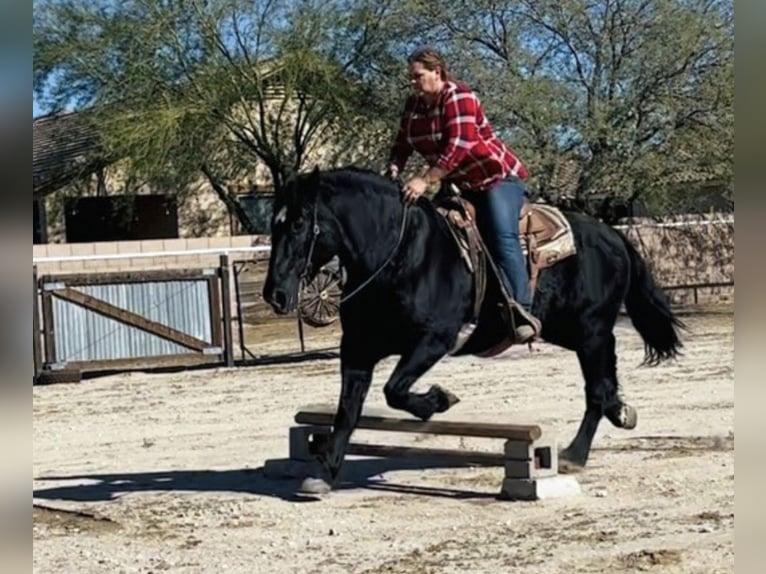 Percherón Mestizo Yegua 13 años 160 cm Negro in Marana
