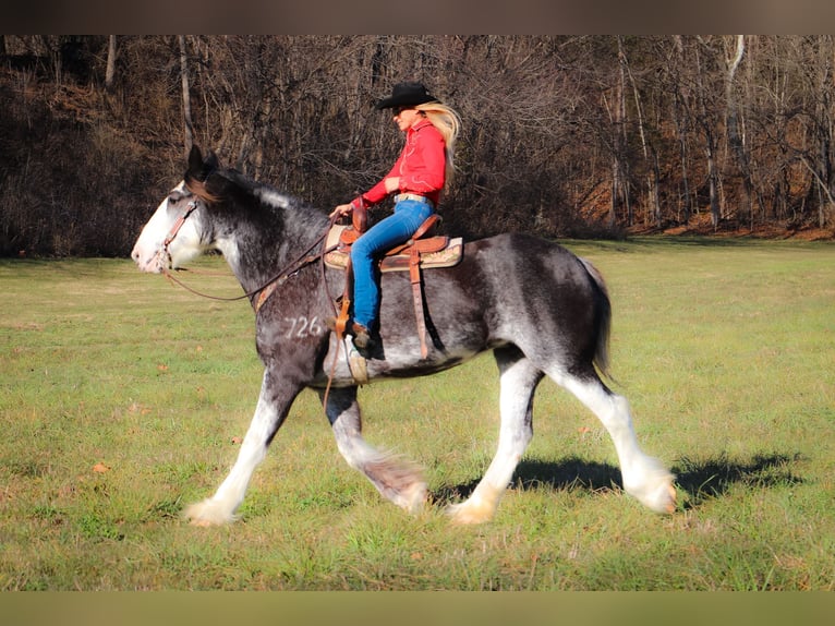 Percherón Yegua 14 años 173 cm Negro in Flemingsburg, KY