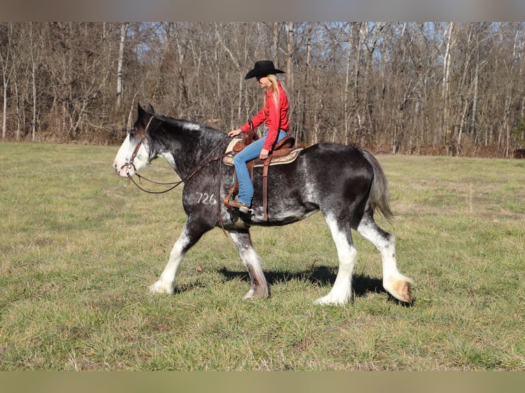 Percherón Yegua 14 años 173 cm Negro in Flemingsburg, KY