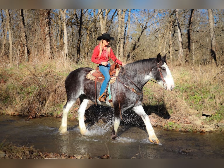 Percherón Yegua 14 años 173 cm Negro in Flemingsburg, KY