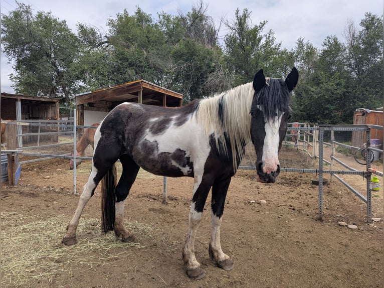Percherón Yegua 3 años 160 cm Tobiano-todas las-capas in Wheat Ridge