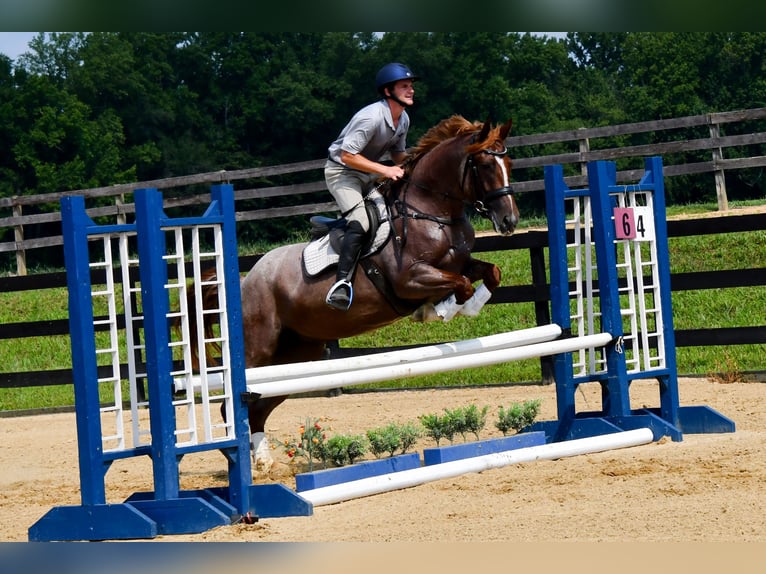 Percherón Mestizo Yegua 3 años 163 cm Ruano alazán in Camden Wyoming