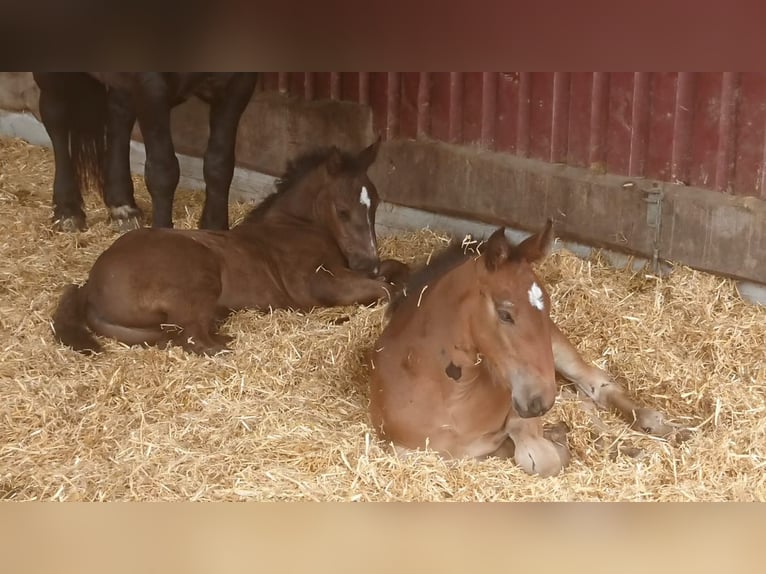 Percherón Mestizo Yegua 3 años 170 cm Castaño in Villaviciosa Lugas