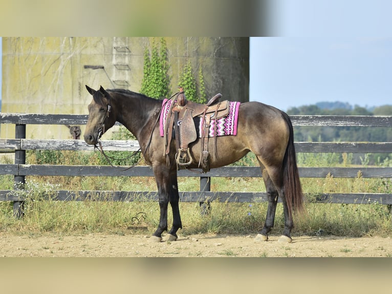 Percherón Mestizo Yegua 4 años 160 cm Buckskin/Bayo in Fredericksburg