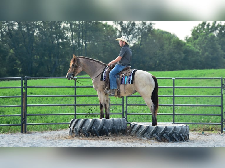 Percherón Mestizo Yegua 4 años 160 cm Castaño-ruano in Fredericksburg
