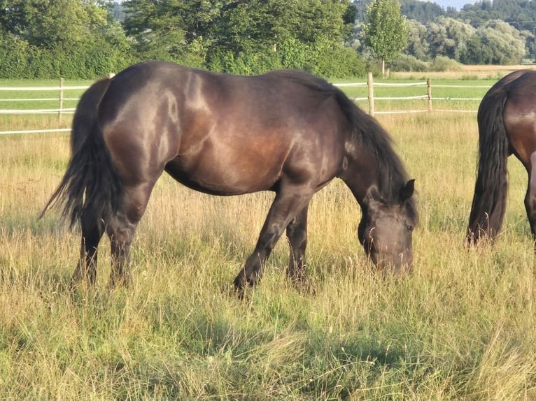 Percherón Yegua 4 años 164 cm Negro in Kirchdorf an der Amper