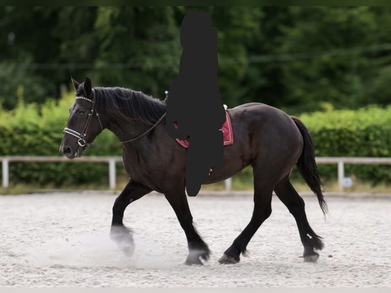 Percherón Yegua 4 años 164 cm Negro in Kirchdorf an der Amper
