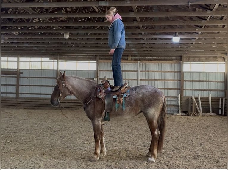 Percherón Mestizo Yegua 4 años 165 cm Ruano alazán in Perkasie