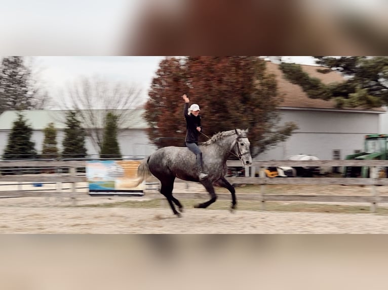 Percherón Mestizo Yegua 4 años 165 cm Tordo in Gap