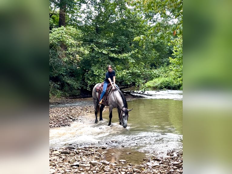 Percherón Mestizo Yegua 7 años 165 cm Ruano azulado in Auburn, KY