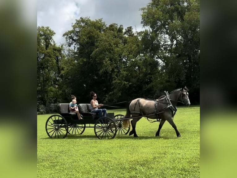 Percherón Mestizo Yegua 7 años 165 cm Ruano azulado in Auburn, KY