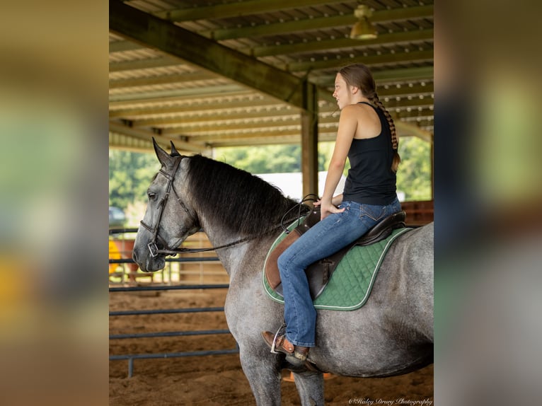 Percherón Mestizo Yegua 7 años 165 cm Ruano azulado in Auburn, KY