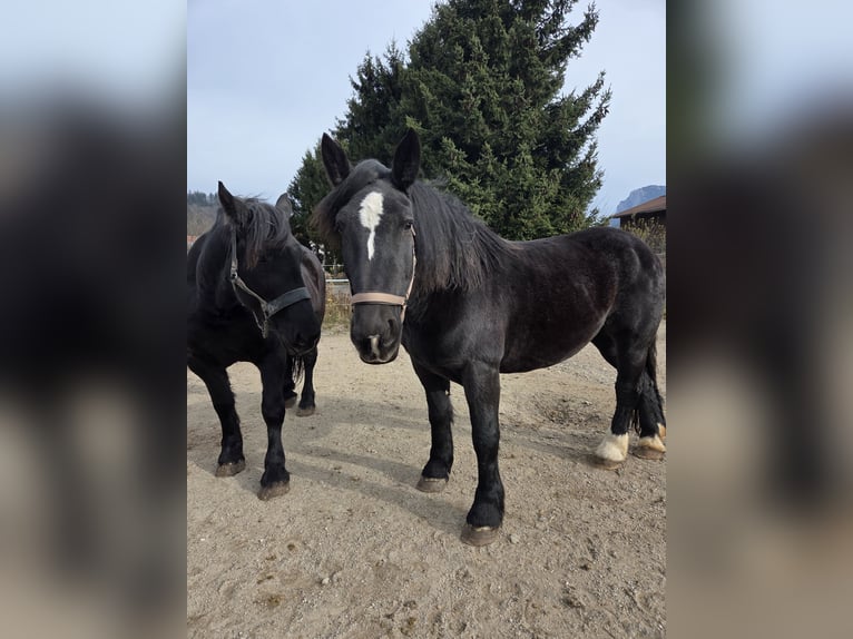 Percherón Yegua 9 años 165 cm Negro in Kiefersfelden