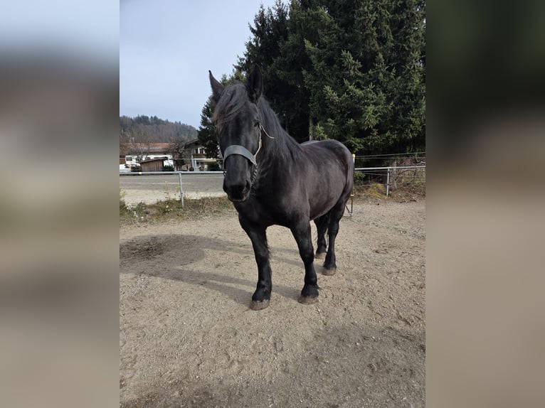 Percherón Yegua 9 años 165 cm Negro in Kiefersfelden