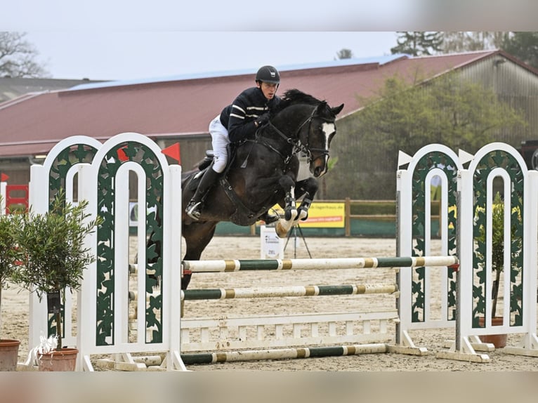 PERFECT ONE Hannover Stallone Baio scuro in Babenhausen