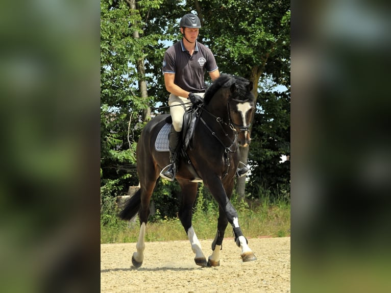 PERFECT ONE Hannoveraan Hengst Donkerbruin in Babenhausen