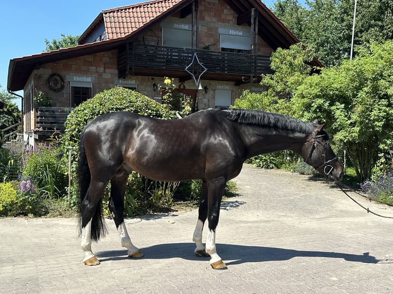 PERFECT ONE Hannoveranare Hingst Mörkbrun in Babenhausen