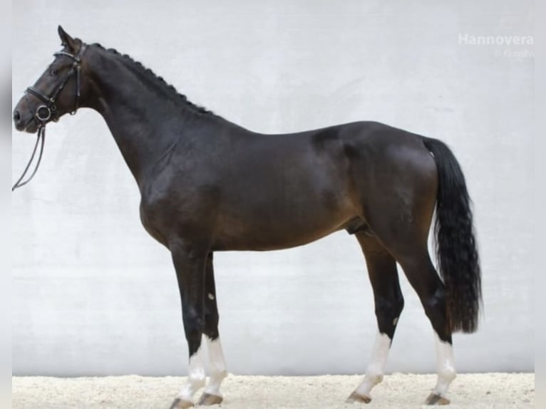 PERFECT ONE Hannoveraner Hengst in Babenhausen