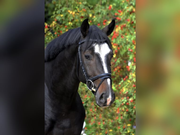 PERFECT ONE Hannoveraner Hengst in Babenhausen