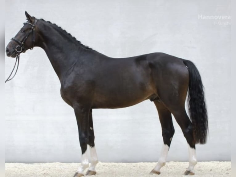 PERFECT ONE Hanoverian Stallion Bay-Dark in Babenhausen