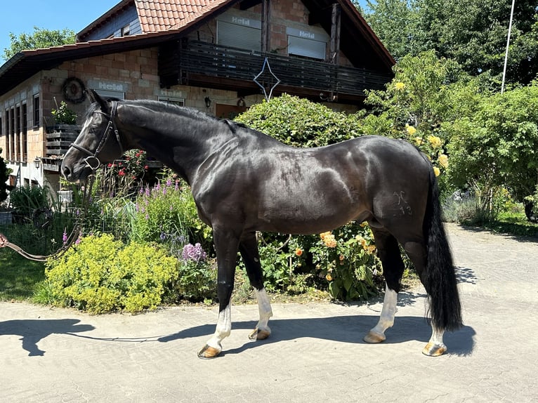 PERFECT ONE Hanoverian Stallion Bay-Dark in Babenhausen