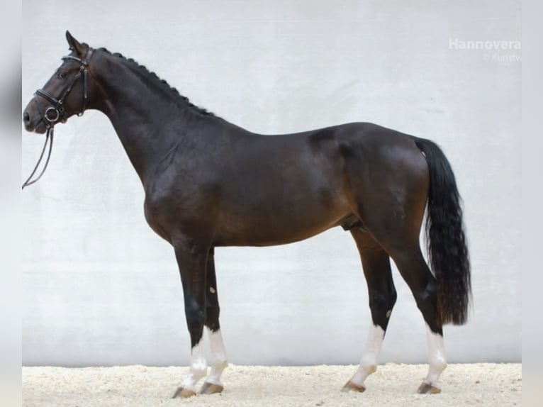 PERFECT ONE Hanoverian Stallion Bay-Dark in Babenhausen