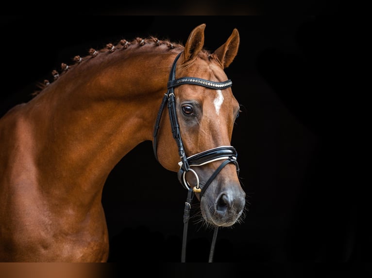 PERIGUEUX Hanoverian Stallion Chestnut-Red in Ankum