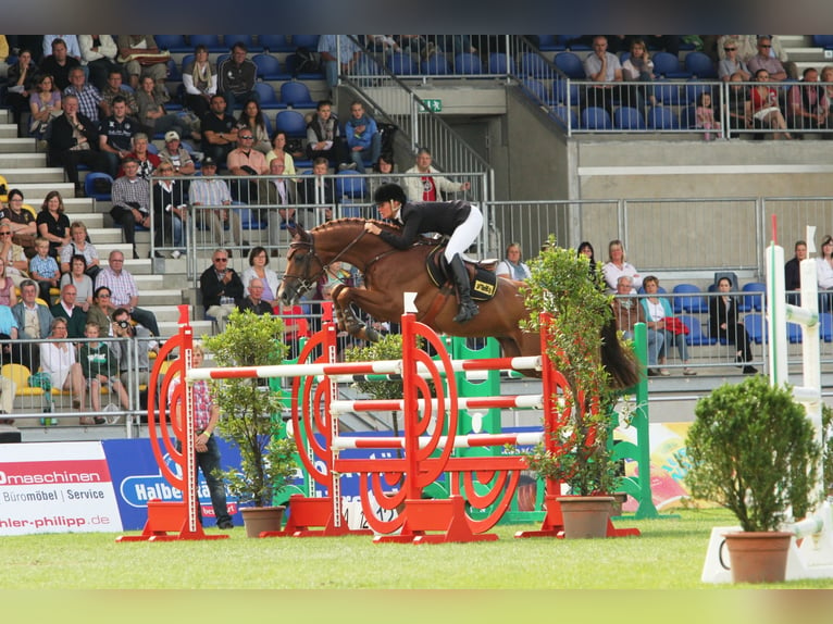 PERIGUEUX Hanoverian Stallion Chestnut-Red in Ankum