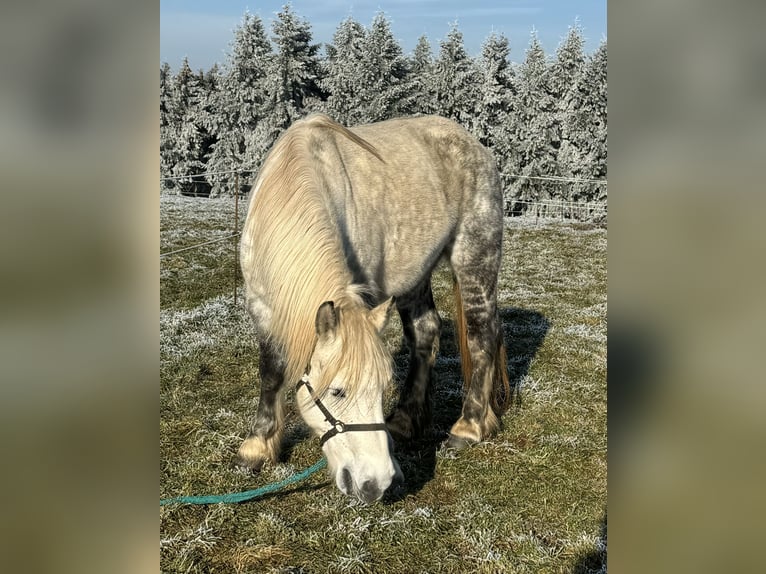 Perszeron Mix Klacz 12 lat 162 cm Siwa in Daleiden