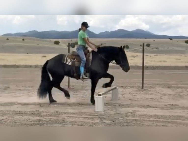 Perszeron Mix Klacz 13 lat 160 cm Kara in Marana