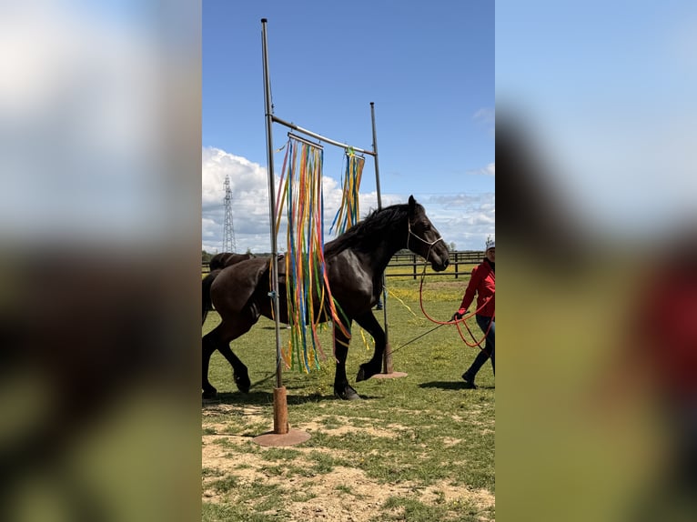 Perszeron Klacz 2 lat 172 cm Kara in Orne