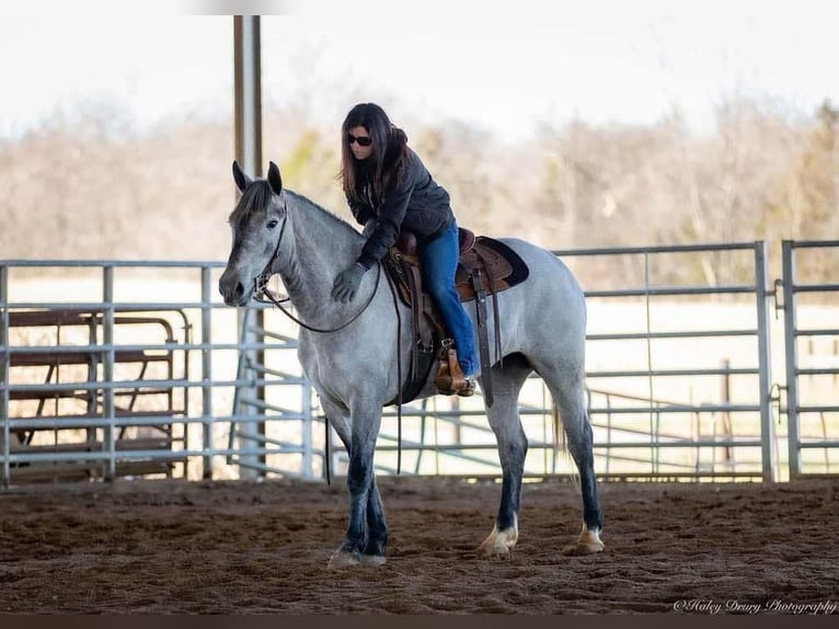 Perszeron Mix Klacz 3 lat 157 cm Siwa in Auburn, KY