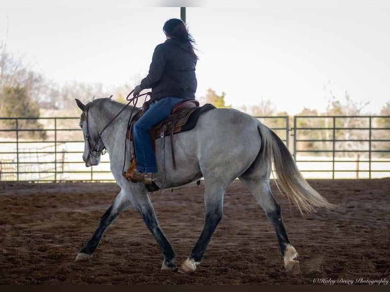 Perszeron Mix Klacz 3 lat 157 cm Siwa in Auburn, KY