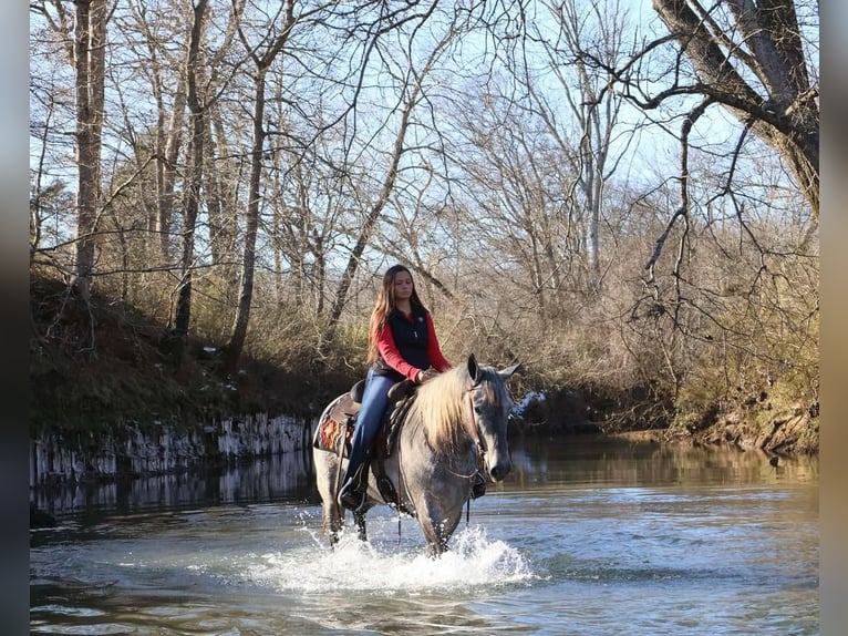 Perszeron Mix Klacz 3 lat 157 cm Siwa in Auburn, KY