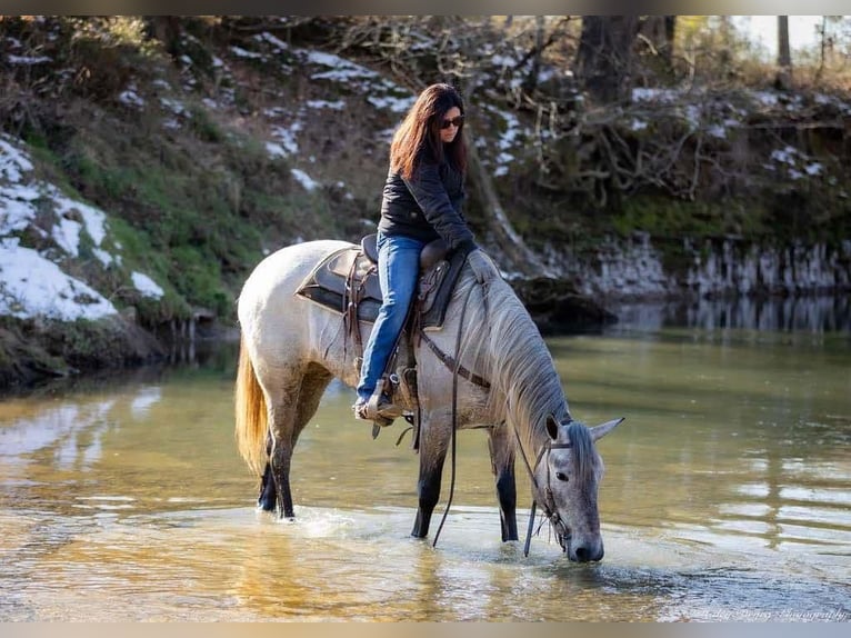 Perszeron Mix Klacz 3 lat 157 cm Siwa in Auburn, KY