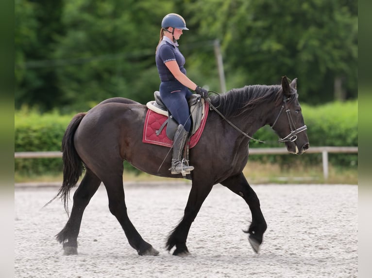 Perszeron Klacz 3 lat 160 cm Kara in Neustadt (Wied)