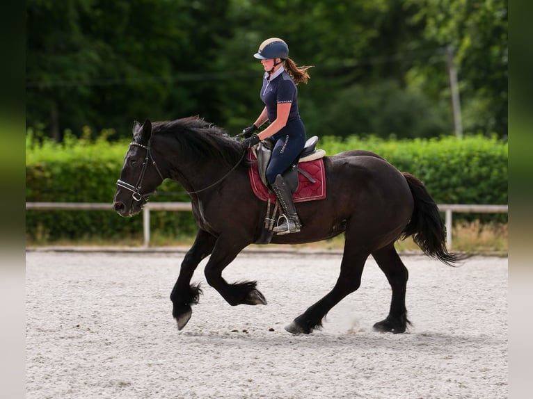 Perszeron Klacz 3 lat 160 cm Kara in Neustadt (Wied)