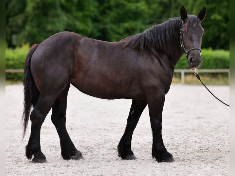 Perszeron Klacz 3 lat 160 cm Kara in Neustadt (Wied)