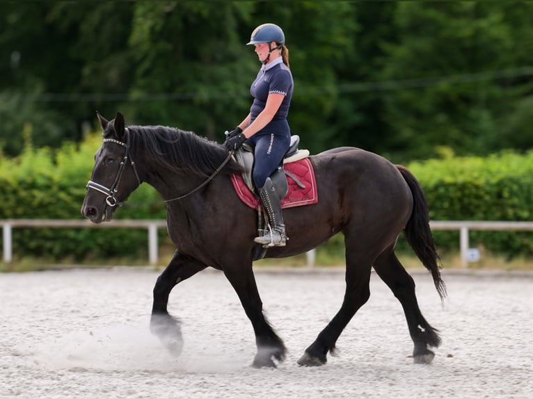 Perszeron Klacz 3 lat 160 cm Kara in Neustadt (Wied)
