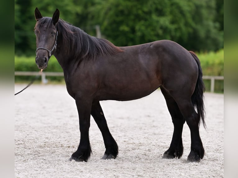 Perszeron Klacz 3 lat 160 cm Kara in Neustadt (Wied)