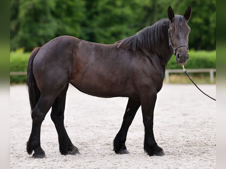 Perszeron Klacz 3 lat 160 cm Kara in Neustadt (Wied)