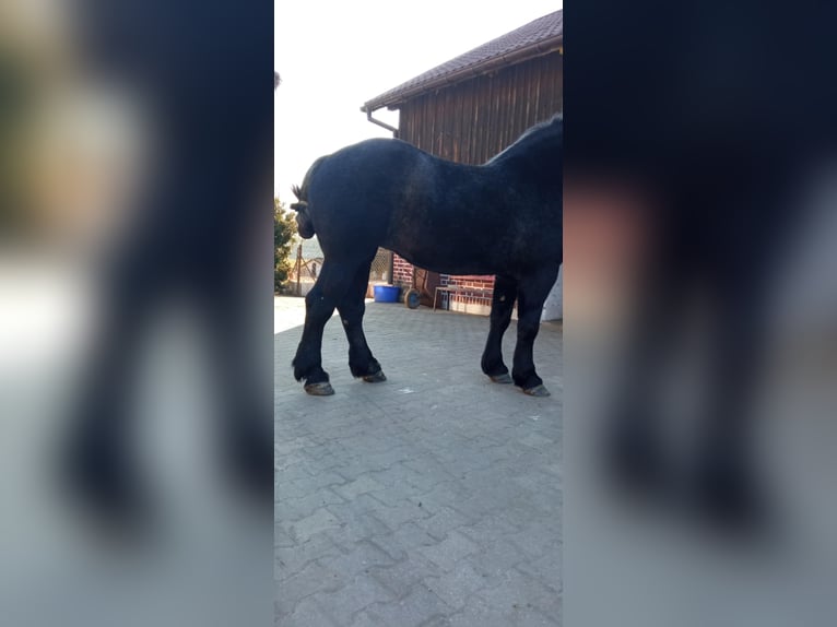 Perszeron Klacz 3 lat 180 cm Siwa in Podleśna